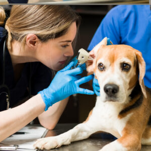 Missione Veterinario 2025