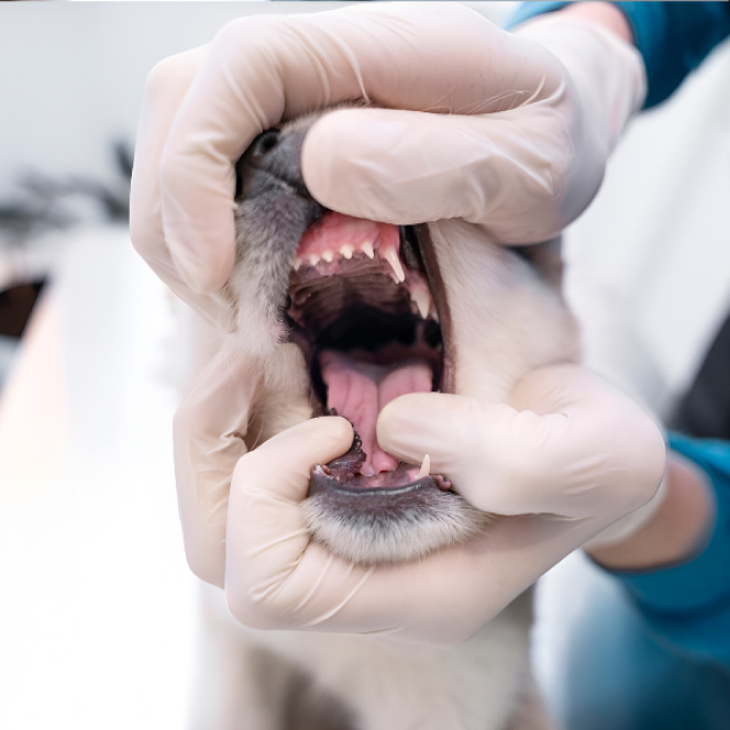 Tonsillectomia nel cane: ha ancora senso?