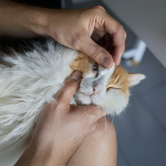 Cheratocongiuntivite da herpesvirus nel gatto: perché è così frequente