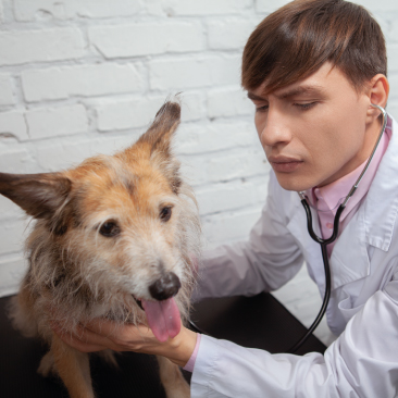 Vie aeree, laringe e otorinolaringoiatria veterinaria