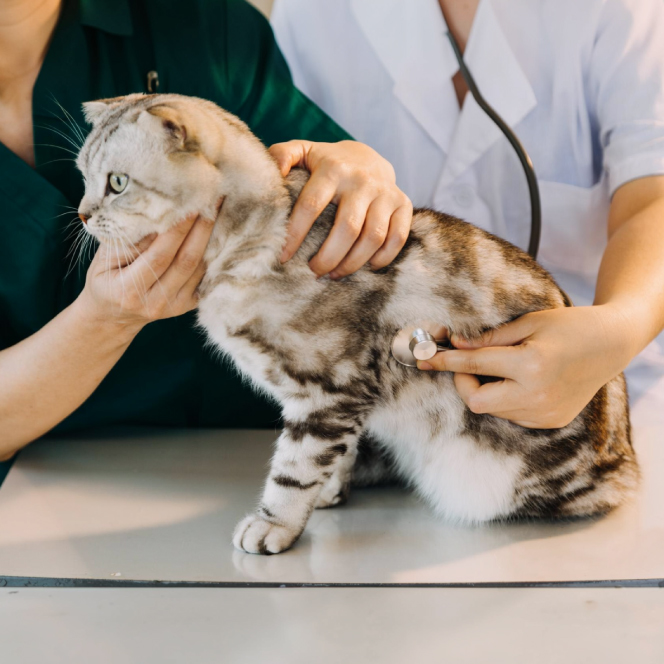 Le malattie laringee nei piccoli animali
