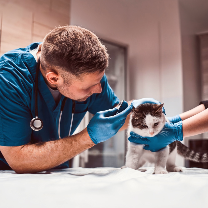 Missione Veterinario 2026