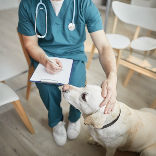 I rapporti tra la medicina legale e il veterinario