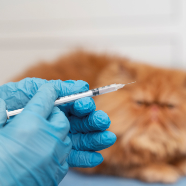 Anestesia veterinaria: protocolli, sicurezza e tecniche avanzate
