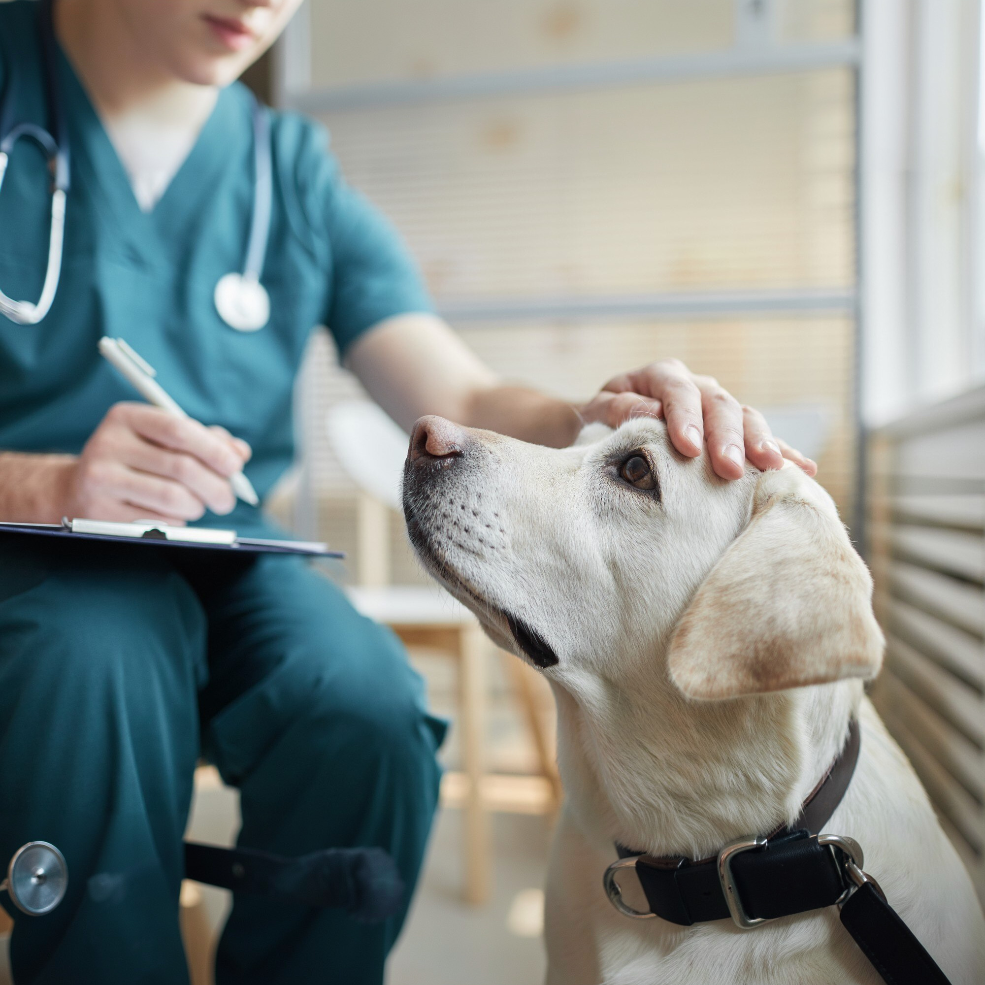 Missione Veterinario 2027
