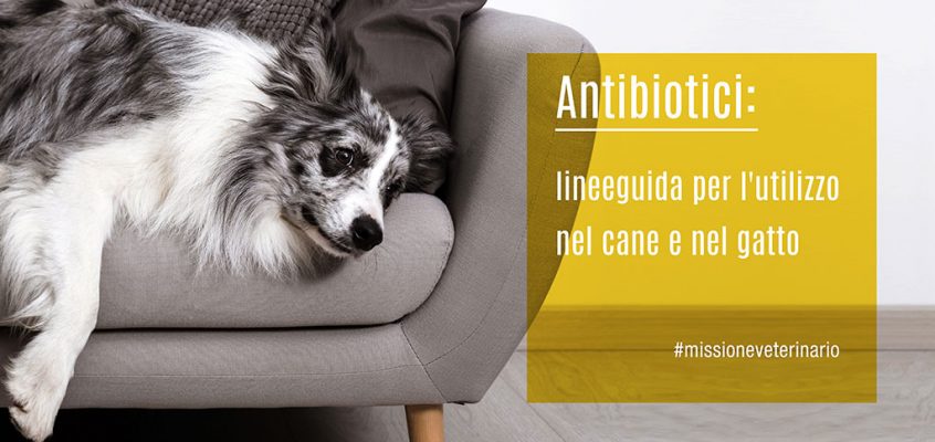 Antibiotici: lineeguida per l’utilizzo nel cane e nel gatto