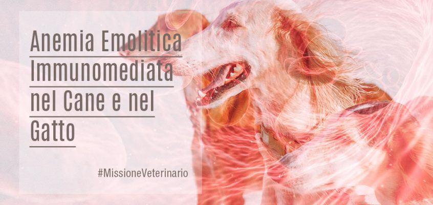 Anemia Emolitica Immunomediata nel Cane e nel Gatto: Quali Terapie?