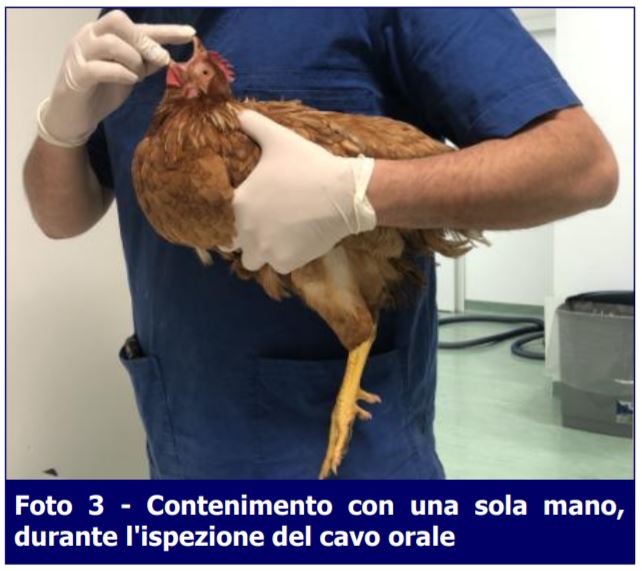 Contenimento-pollo-Missione Veterinario-ECM-MEI