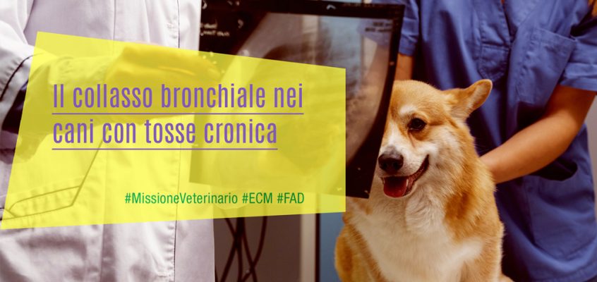 Il collasso bronchiale nei cani con tosse cronica