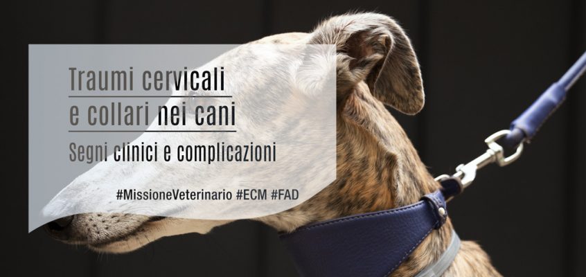 Traumi cervicali e collari nei cani: Segni clinici e complicazioni