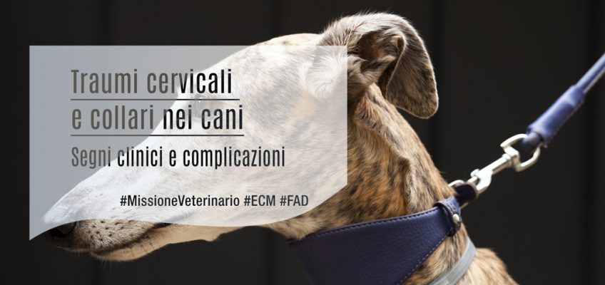 Traumi cervicali e collari nei cani: Segni clinici e complicazioni - ECM FAD - Medical Evidence
