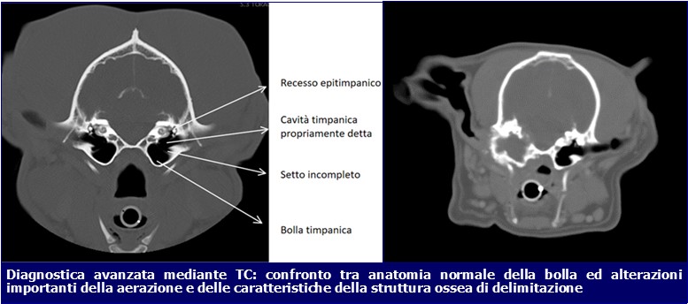 otite-media-cane-TAC-ecm-veterinari