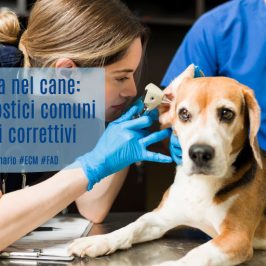 otite-media-cane-errori-diagnostici-approcci-correttivi-ecm-missione veterinario-medical evidence