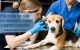 otite-media-cane-errori-diagnostici-approcci-correttivi-ecm-missione veterinario-medical evidence