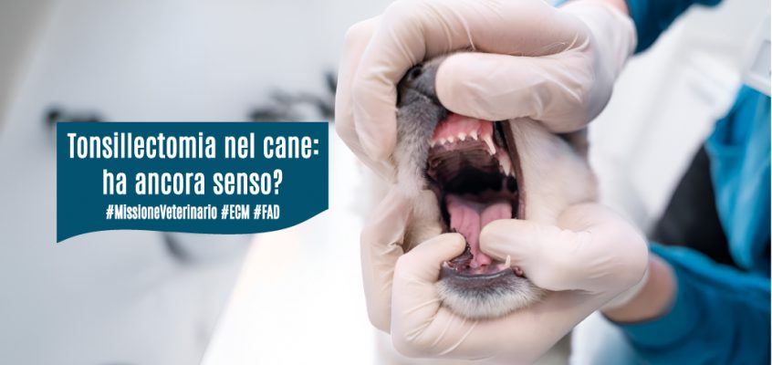 Tonsillectomia nel cane: ha ancora senso?