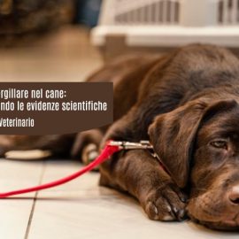 head-rinosinusite aspergillare-cane-diagnosi-trattamento-evidenze scientifiche-ecm-missione veterinario
