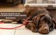 head-rinosinusite aspergillare-cane-diagnosi-trattamento-evidenze scientifiche-ecm-missione veterinario