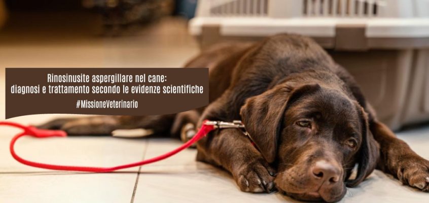 Rinosinusite aspergillare nel cane: diagnosi e trattamento secondo le evidenze scientifiche