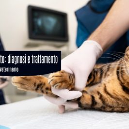 Displasia-anca-gatto-diagnosi-trattamento-ecm-missione veterinario