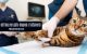 Displasia-anca-gatto-diagnosi-trattamento-ecm-missione veterinario
