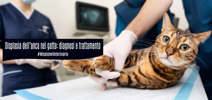 Displasia-anca-gatto-diagnosi-trattamento-ecm-missione veterinario