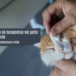 head-Cheratocongiuntivite-herpesvirus-gatto-ecm-veterinari-missione veterinario