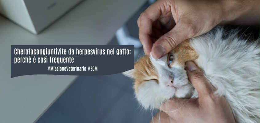 Cheratocongiuntivite da herpesvirus nel gatto: perché è così frequente