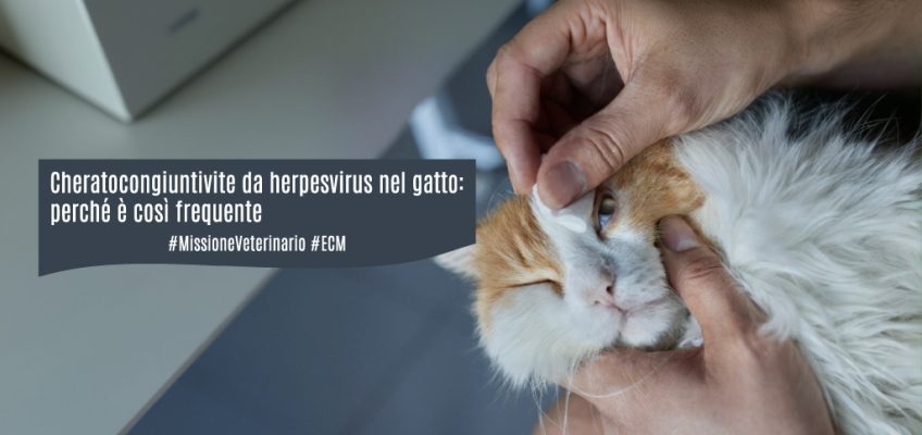 head-Cheratocongiuntivite-herpesvirus-gatto-ecm-veterinari-missione veterinario